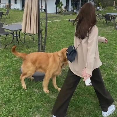 鬣狗之城
